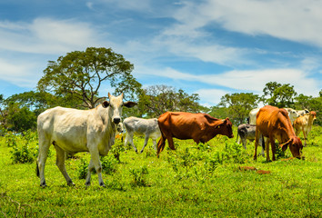 Countryside of Minas Gerais .  A Herd of cattle in a pasture in Brazil.
