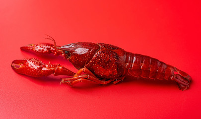 A bright red delicious crayfish on a red background