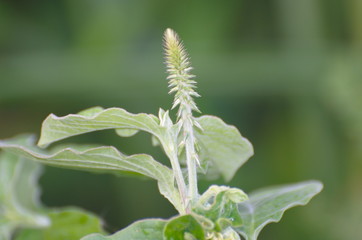 The grass flower in field.
