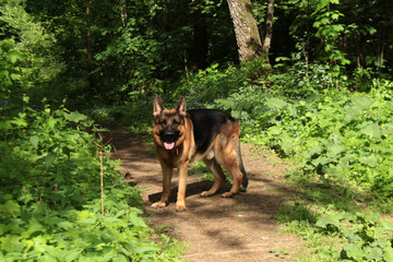 dog in a beautiful summer forest