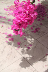 Pink flowers above stone path