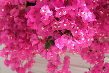 blooming pink bougainvillea flowers 