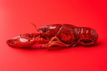 A bright red delicious crayfish on a red background