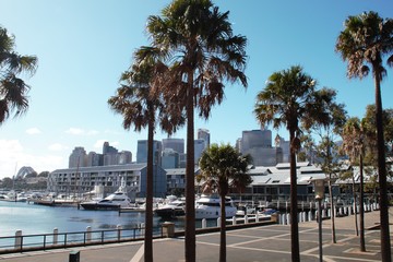 Obraz premium Sydney skyline, palm, what do you need more during a wonderful hot Australian summer day
