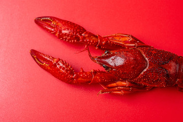 A bright red delicious crayfish on a red background