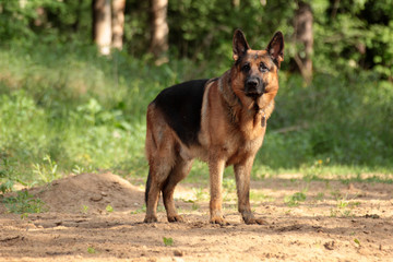 dog in a beautiful summer forest