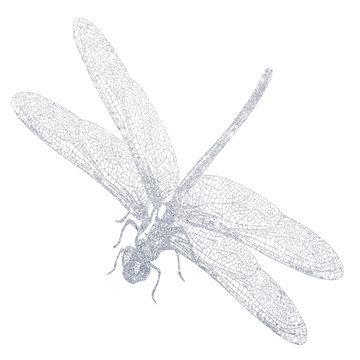A hand-drawn silver dragonfly. Illustration on white background.