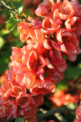red flower quince garden beauty