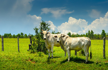 Countryside of Minas Gerais  .  Nerole ,cattle  in farm in Brazil.