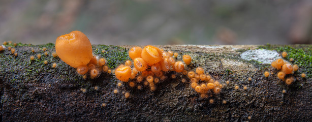 Panorama shot of Champagne orange mushrooms, Cookeina tricholoma. 