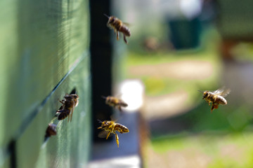 Bienen