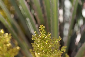 European fan palm flowers Chamaerops humilis,.