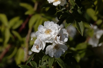Flowers of a rambling rector rose