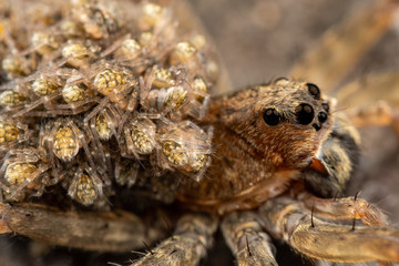 Close up of female wolf spider carrying baby spiderlings on her back