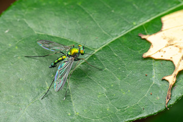 A bright green long-legged fly from the family Dolichopodidae