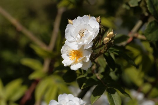 Flowers of a rambling rector rose
