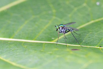 A bright green long-legged fly from the family Dolichopodidae
