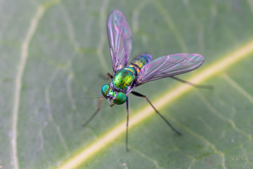 A bright green long-legged fly from the family Dolichopodidae