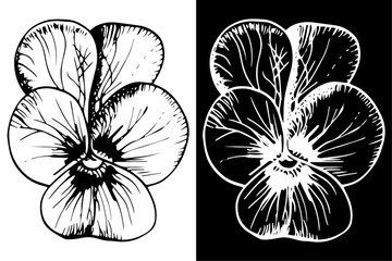 pansies, flower herb floral hand drawn sketch black and white doodle