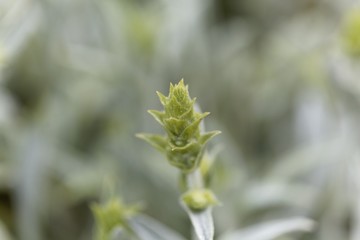Blossom of an ironwort, Sideritis syriaca.