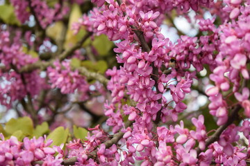 Abejorro tomando el néctar de unas flores de color rosa en un jardín botánico.