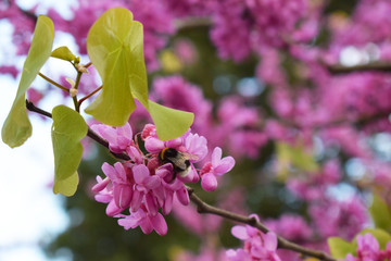 Abejorro tomando el néctar de unas flores de color rosa en un jardín botánico.
