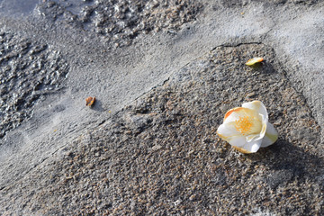 Fototapeta na wymiar Detalle de una rosa caída en un suelo de piedra gris después de una tormenta.