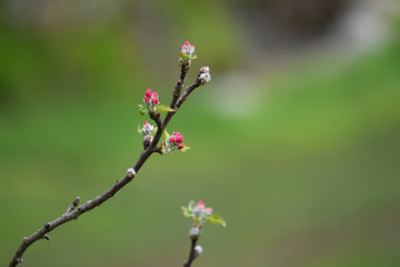 Detalle de un tallo de arbusto con brotes de flores rojas en flor delante de un fondo natural de color verde.