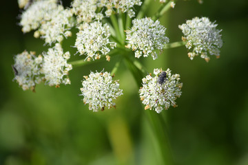 Moscas en un entorno natural posadas encima de una flor angélica en un bosque.