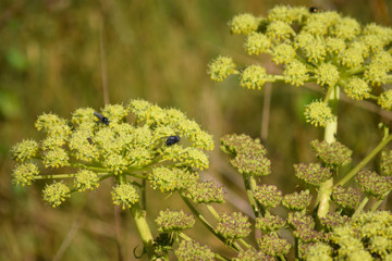Moscas en un entorno natural posadas encima de una flor angélica en un bosque.