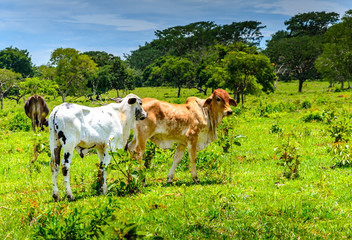 Countryside of Minas Gerais  .  Nerole ,cattle  in farm in Brazil.