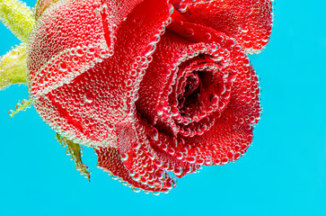 A wonderful rose in air bubbles. Macro on a blue background
