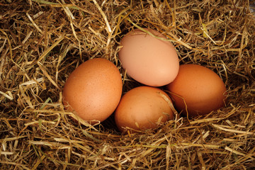 Freshly laid free range brown hens eggs nestled in a bed of straw
