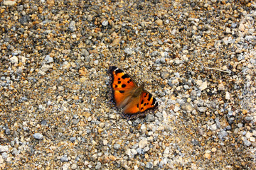 orange butterfly in the sand