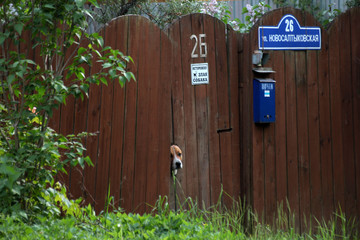 A dog peeps out of the gate of the house