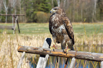 Hawk on a meadow