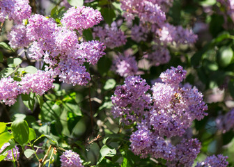 Spring branch of blossoming lilac. 