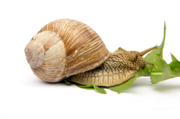 snail with green leaf isolated on white
