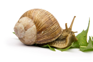 snail with green leaf isolated on white