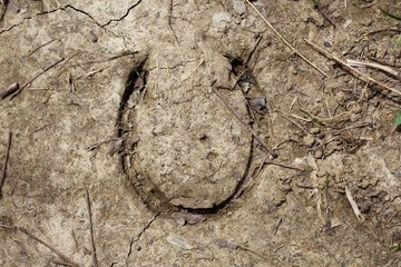 A close view of a horseshoe print in the dry dirt texture.
