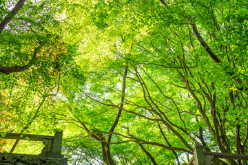 四国第八十二番札所根香寺の新緑 2019年5月撮影