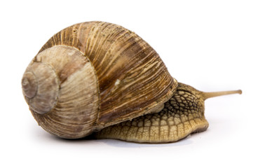 snail isolated on white