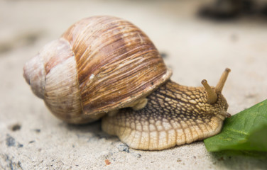 a snail on a stone surface is crawling to the green leaves