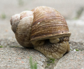 garden snail on a city pavement