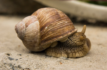 garden snail on a stone surface