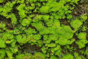 Moss texture, green background ,Green moss grows up covering the old wall. Displayed with a macro view Old walls that are full of moss