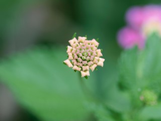 アジサイのつぼみ