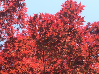初夏の紅葉