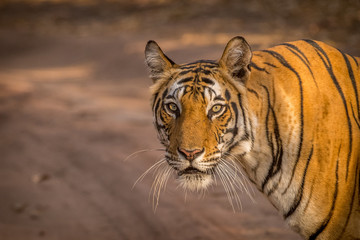 If Looks could Kill!