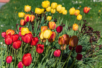 Tulpenbeet